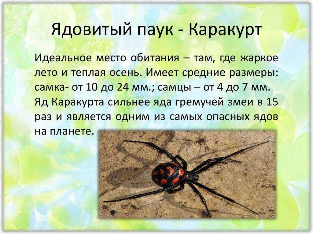 Паук каракурт (черная вдова) - описание, питание, разведение