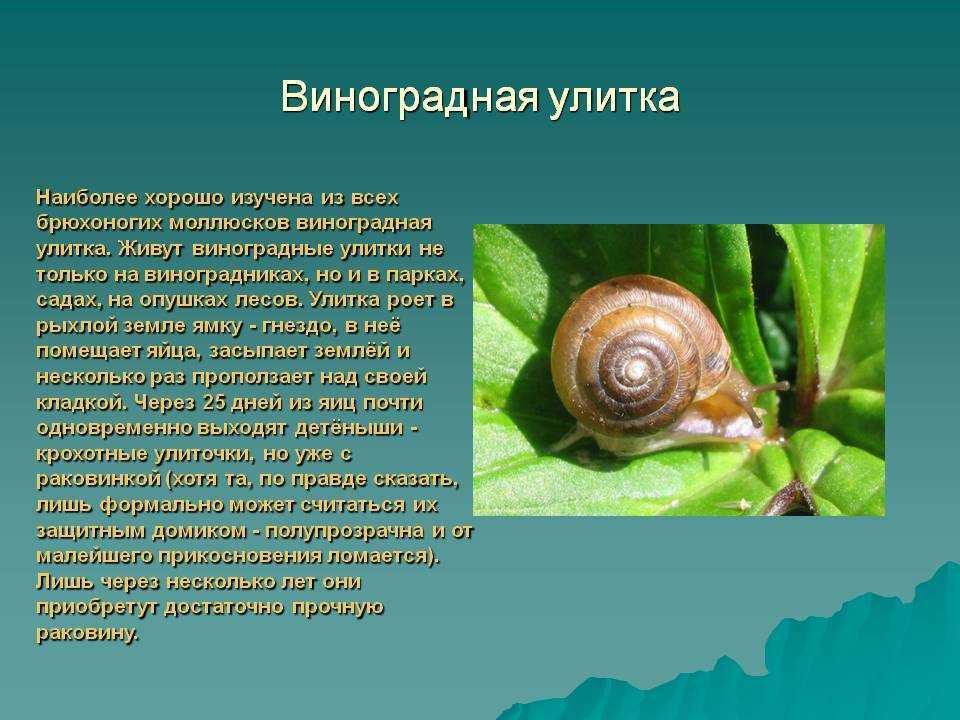 Моллюски