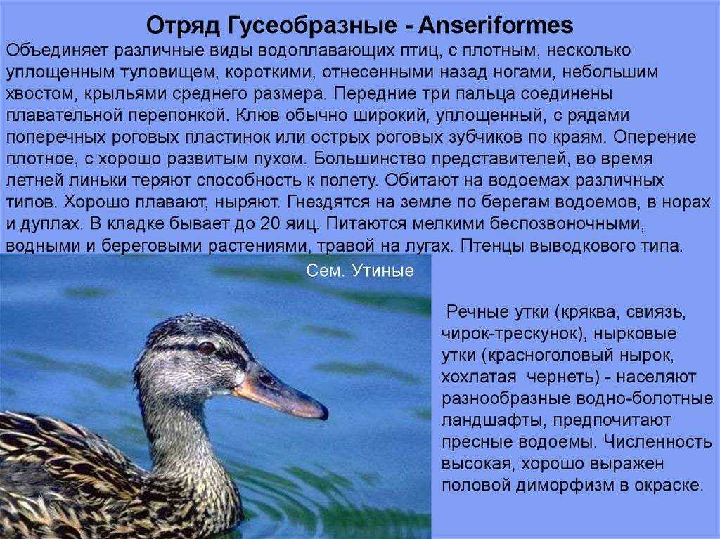 Тупик птица. описание, особенности, виды, образ жизни и среда обитания тупика