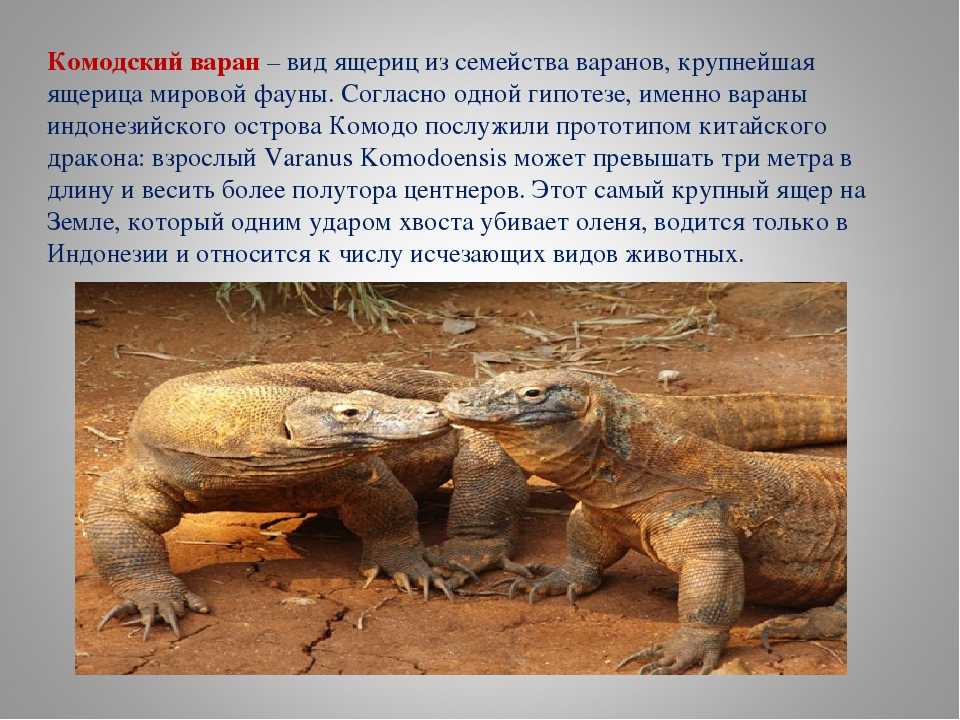 Полосатый варан (водяной): фото, длина, содержание в домашних условиях