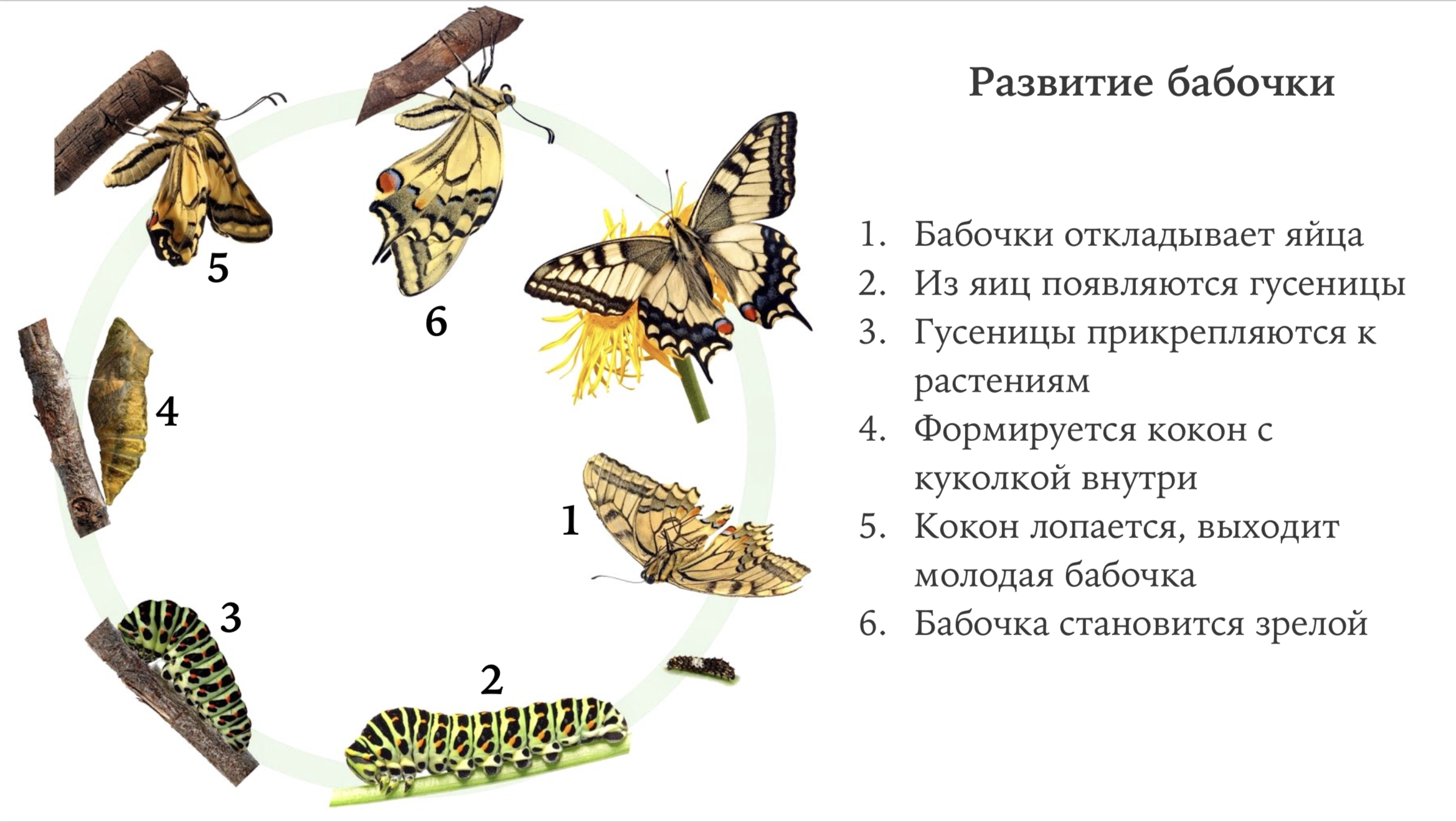 Павлиний глаз малый ночной