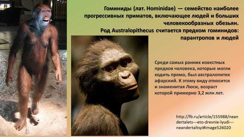 Где родина человекообразных обезьян? | мифы истории | дзен