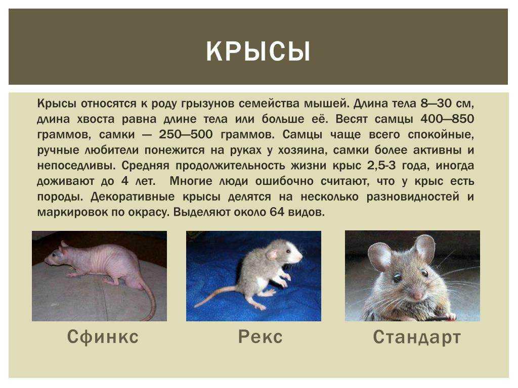 Мышь полевка – фото, описание, ареал, питание, популяция