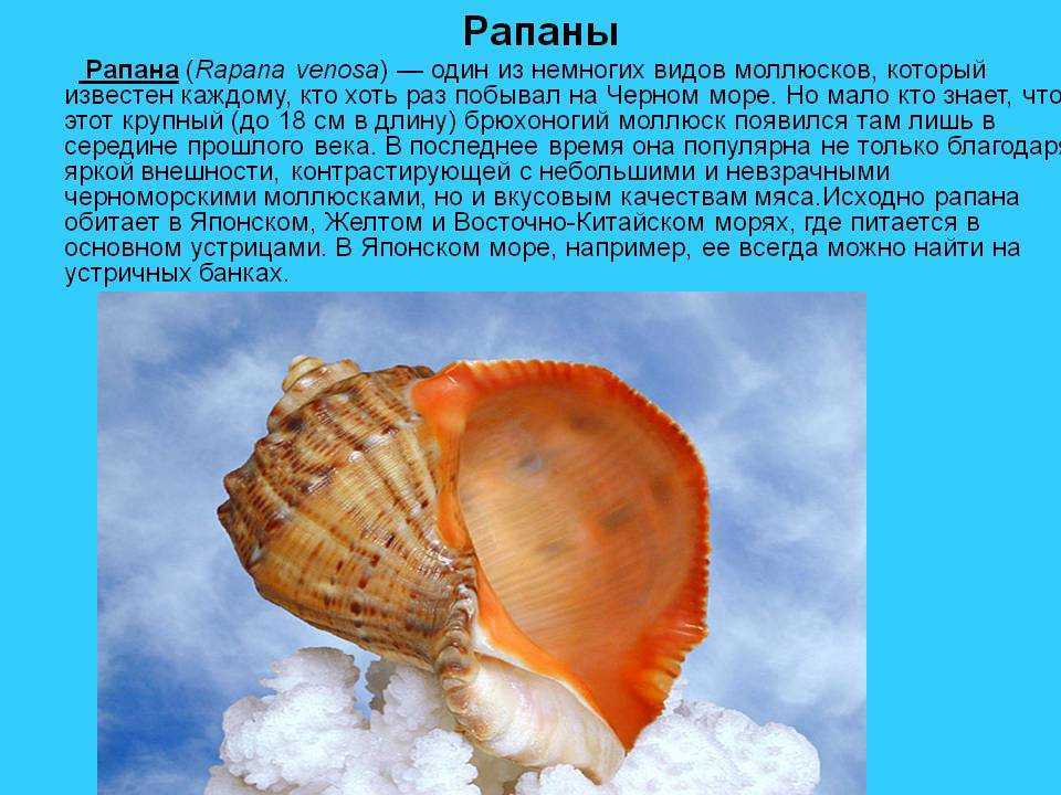 Что такое рапа полезные свойства и применение