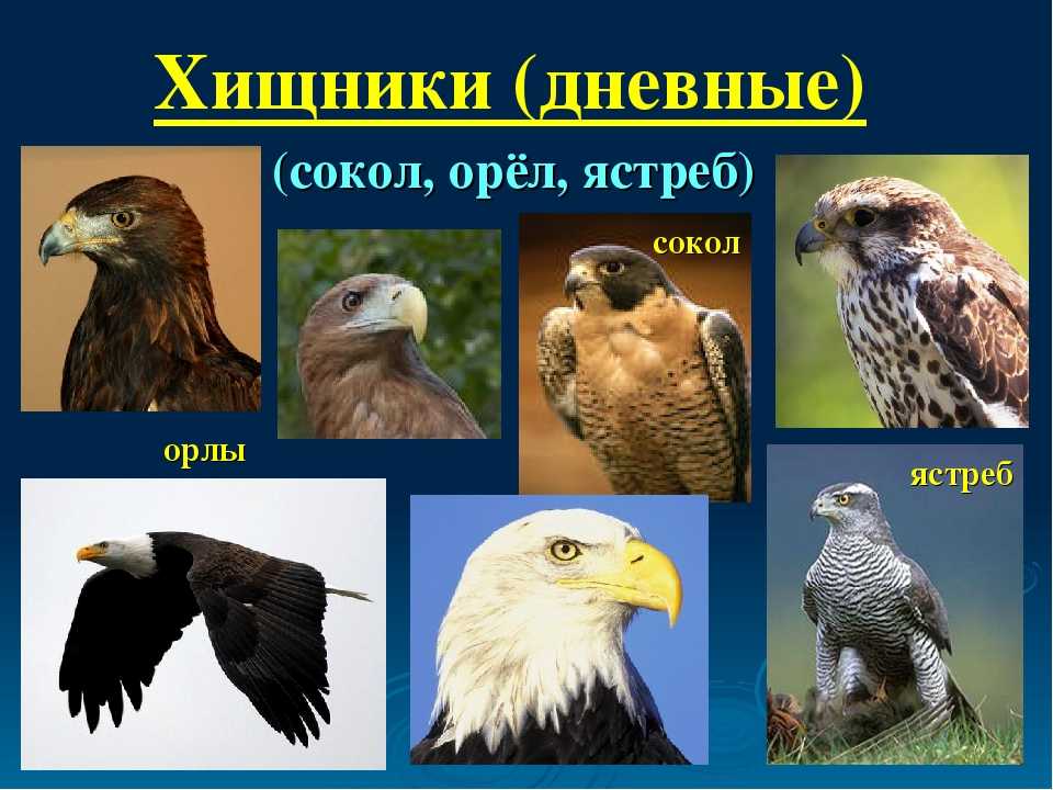 Топ-10 самых опасных птиц-хищников (21 фото)