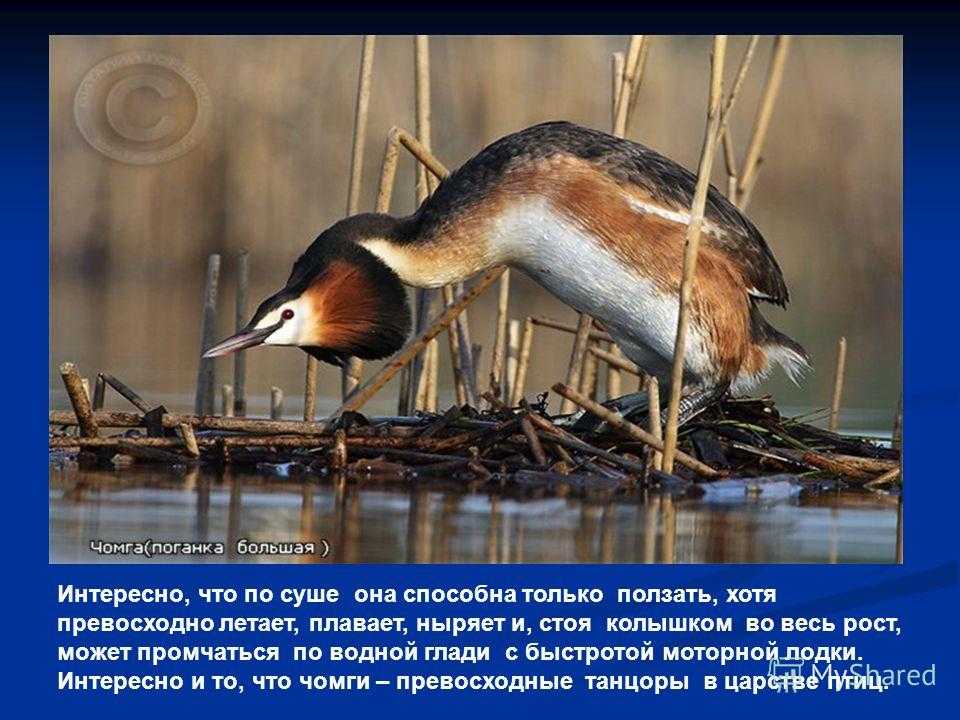 Чомга птица. описание, особенности, виды, образ жизни и среда обитания чомги