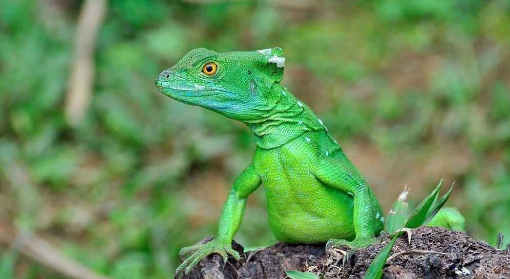 Полосатый василиск Basiliscus vittatus - крупная ящерица, длина тела которой достигает 60 см Основной окрас коричневато-бурый или шоколадно-коричневый, горло белое Он распространён от юга Мексики до северной Колумбии