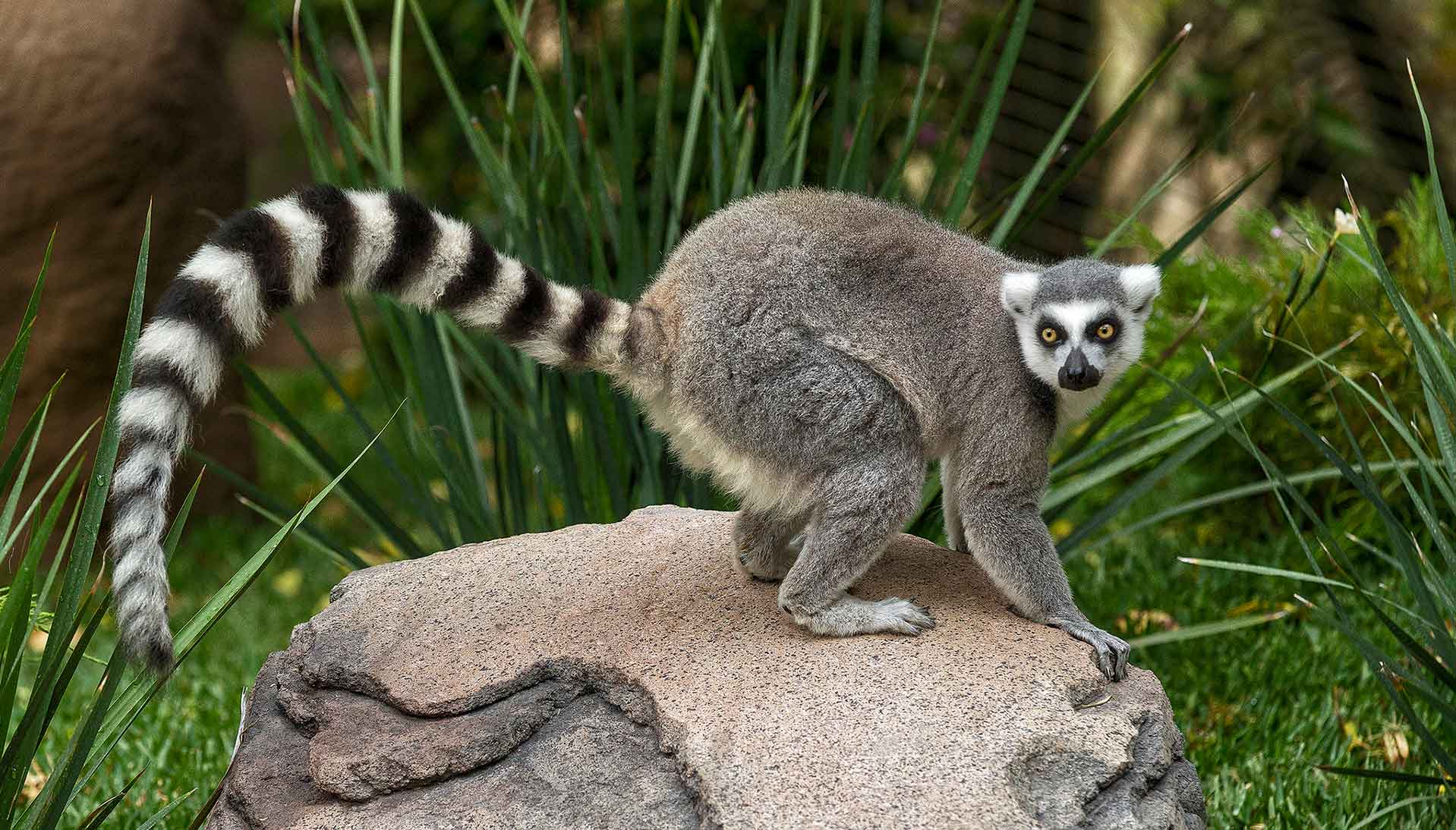 Кошачий лемур – непоседа с мадагаскара. описание и фото кошачьего лемура