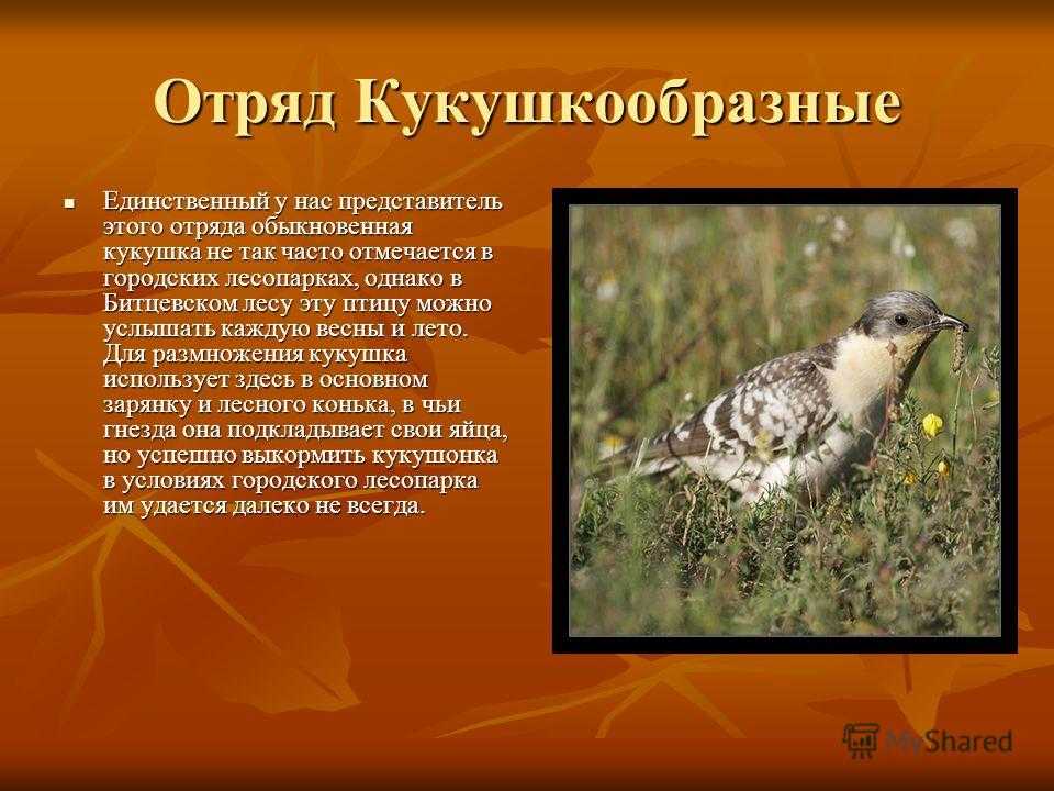 Кукушка обыкновенная | мир животных и растений