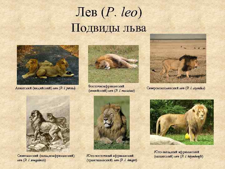 Лев (panthera leo), отряд – carnivora, семейство – felidae. описание, питание, образ жизни львов