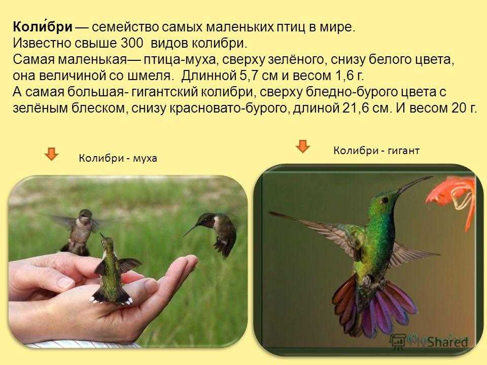 Американские чижи Carduelis tristis — мелкие птицы, длиной 11-13 см и весом 11-20 г Эти птицы гнездятся на территории от Альберты до Северной Калифорнии Американский чиж полностью меняет летнее оперение на зимнее