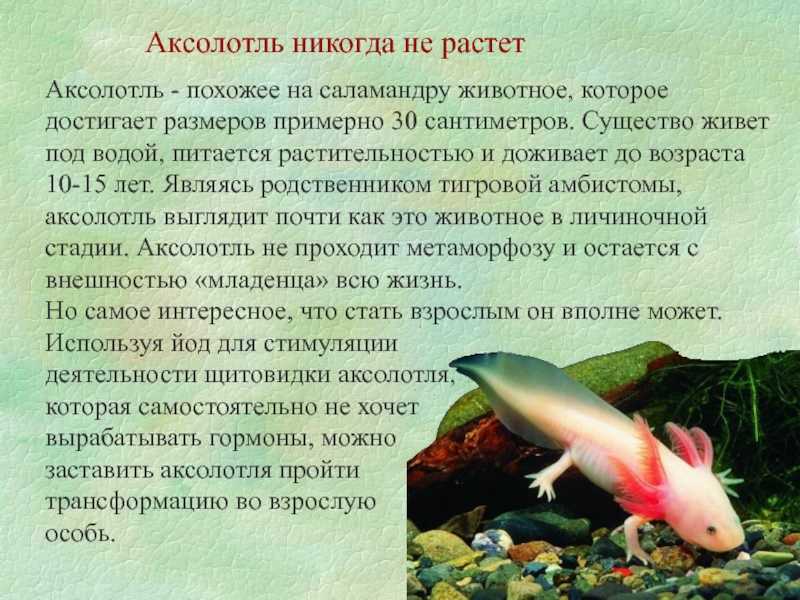 Аксолотль — описание, сколько живет, среда обитания, содержание дома и фото в природе