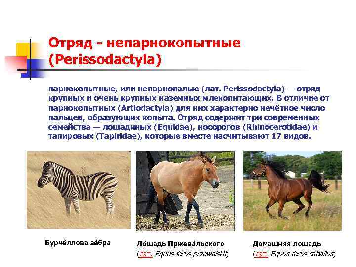 Парнокопытные животные – жвачные и нежвачные виды, список с фото и названиями