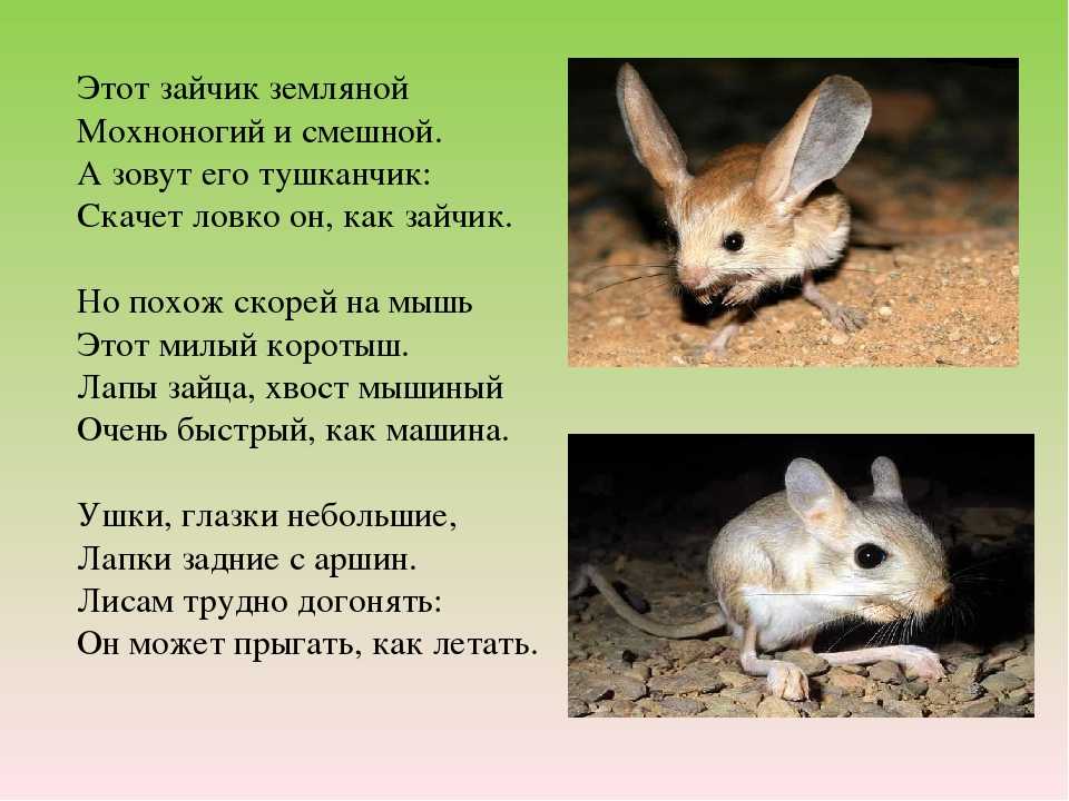 Как живут и чем питаются тушканчики в пустыне: описание внешнего вида и образа жизни большого тушканчика