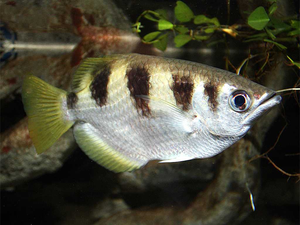 Отряд окунеобразные (perciformes) (рыбки/виды рыб) - aquaristics.ru