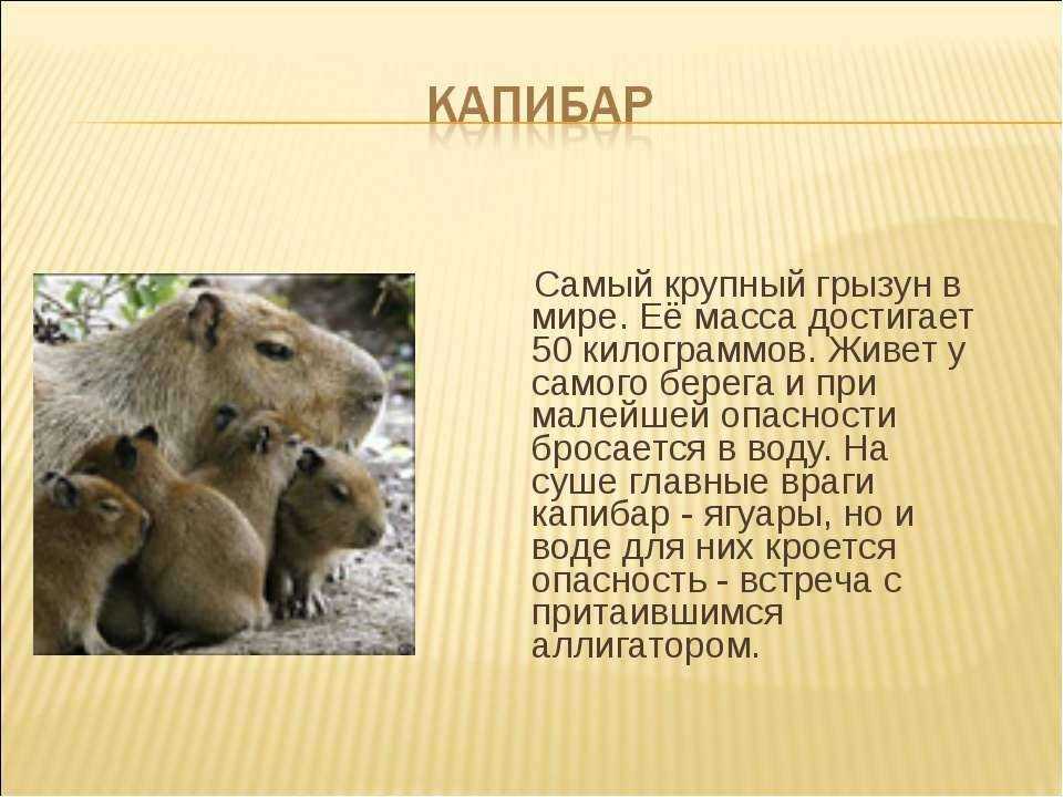 Капибары - 73 фото и видео самого крупного грызуна в мире