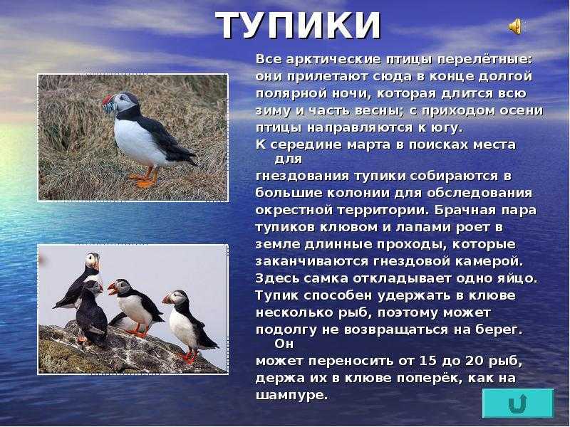 Атлантический тупик: особенности, интересные факты