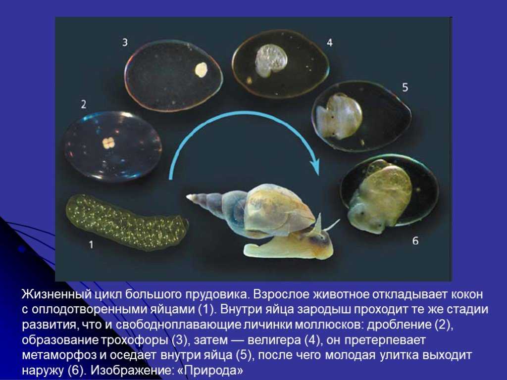 Паразит прудовика. Цикл развития брюхоногих моллюсков. Брюхоногие моллюски стадии развития. Личинка прудовика. Личинка брюхоногого моллюска.