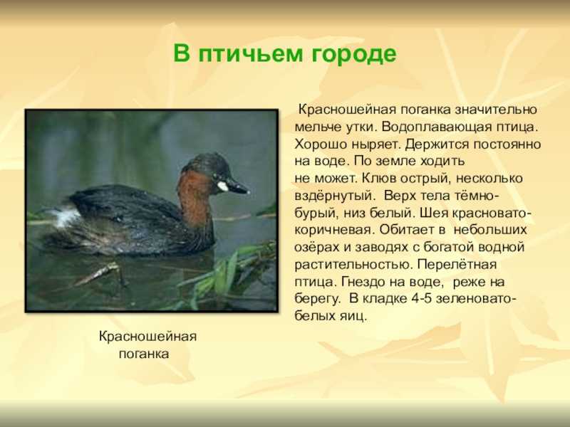 Рогатая поганка
