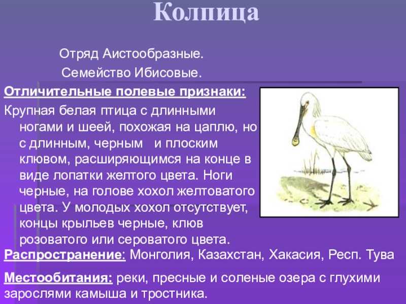 Содержание, кормление и лечение аистов, цапель и ибисов