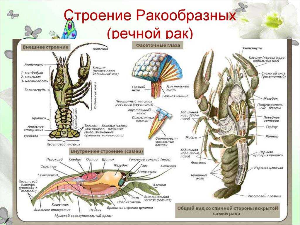 Общая характеристика типа членистоногие