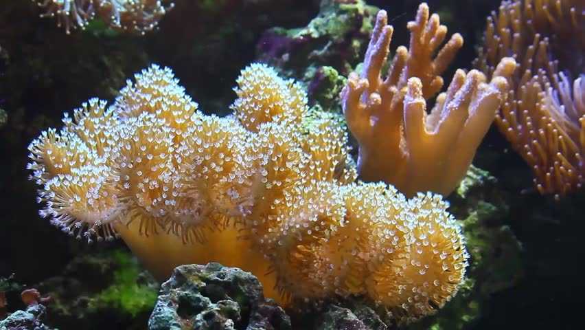 Саркофитон - abcdef.wiki