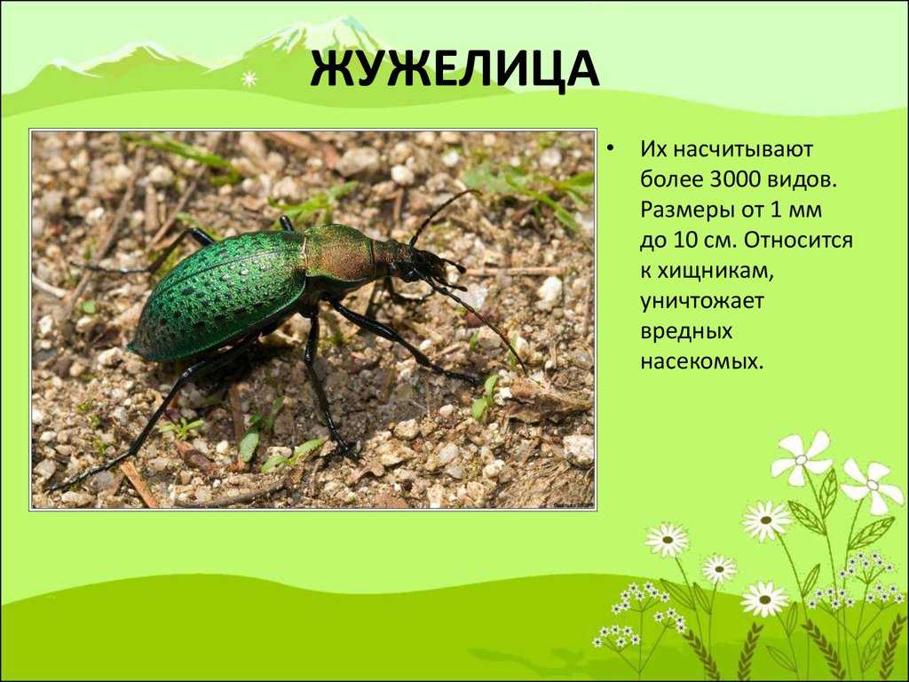 Жужелица: фото, описание и виды, вред для садовых растений и человека