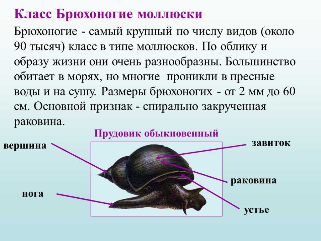 Медицинская энциклопедия - моллюски