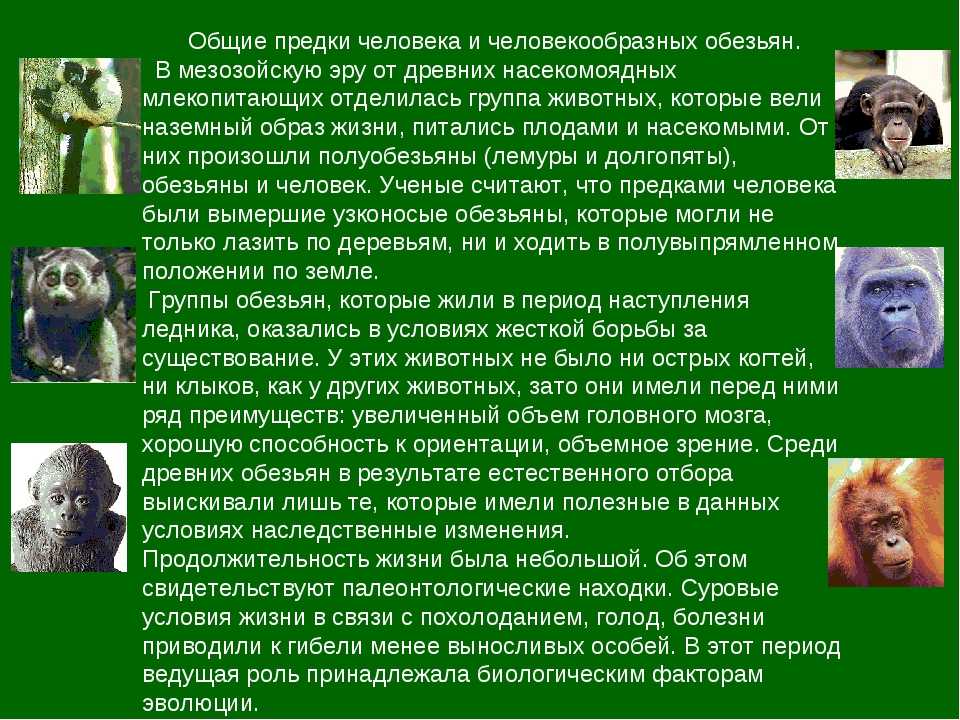 Гиббон