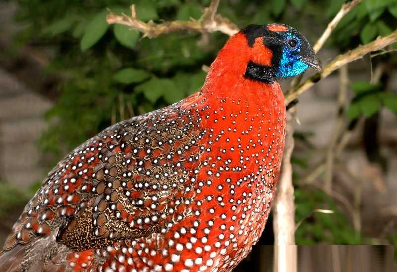 Сатир трагопан - satyr tragopan