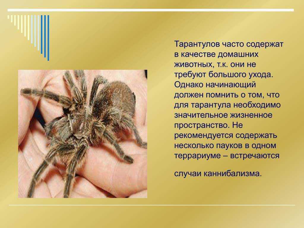 Розовый птицеед. особенности содержания и разведения.