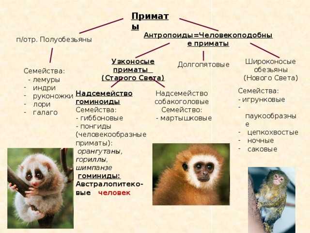 Отряд приматы: образ жизни, эволюция и классификация