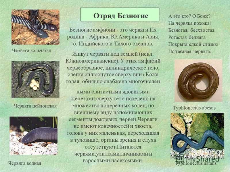 Червяга ваше имя (обязательно) ваш e-mail (обязательно) тема сообщение пожаловаться ▲▼ проблемыинформация невернаопечатки, неверная орфография и пунктуацияинформация потеряла актуальностьнедостаточно