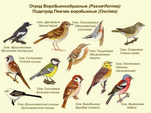 Певчие птицы, их названия, особенности, виды и фото | живность.ру