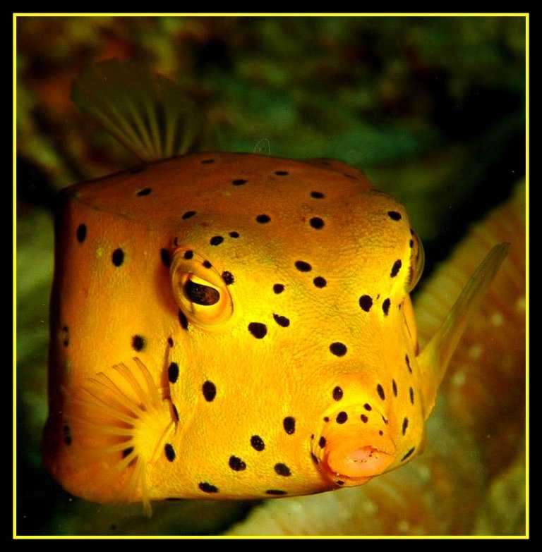 Аракана аурита - aracana aurita - dev.abcdef.wiki
