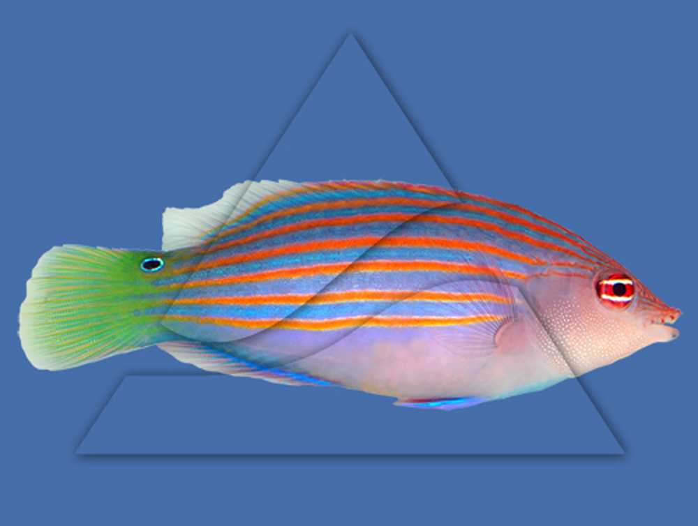 Пятнистый губан - abcdef.wiki