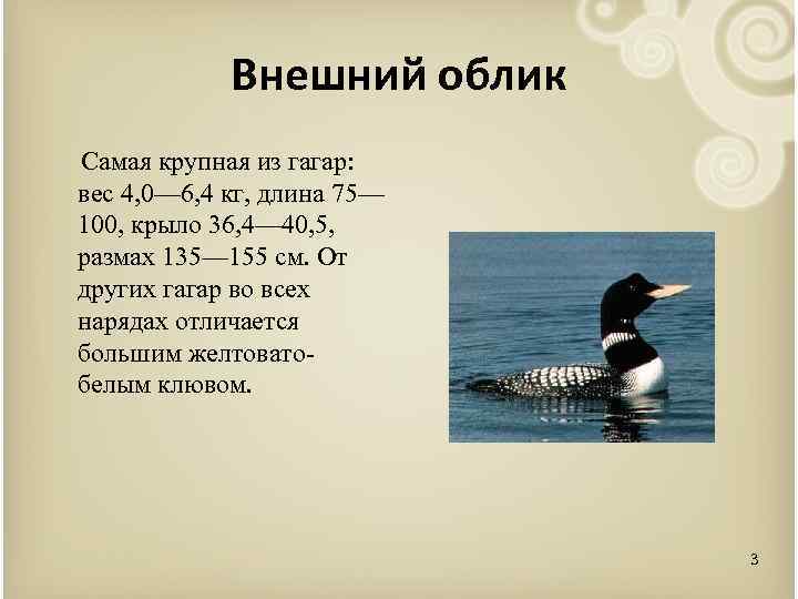 Водоплавающие птицы: характеристика, отряды, виды и фото — природа мира