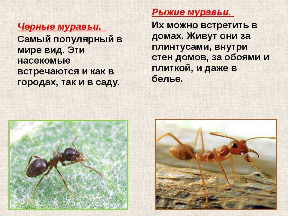 Лиометопум восточный