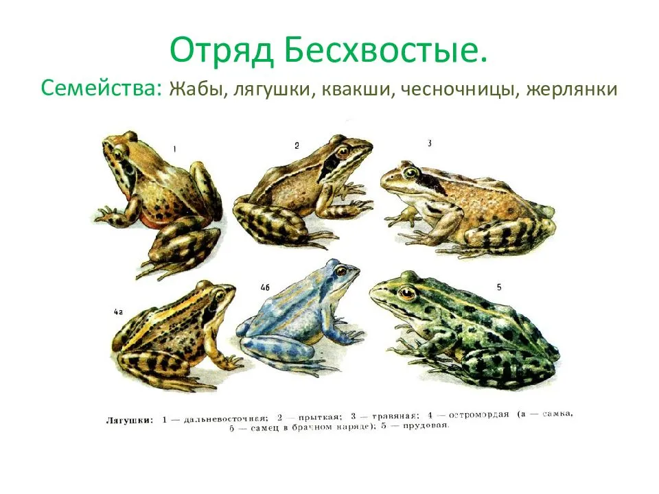 Описание прудовой лягушки из красной книги