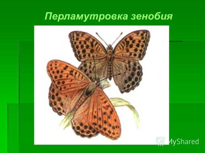 Моя компания - семейство нимфалиды