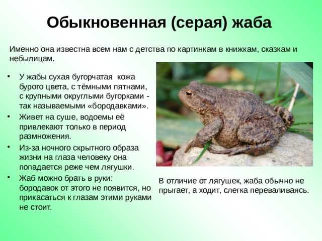 Серая жаба, чем питается, где обитает и как содержать дома