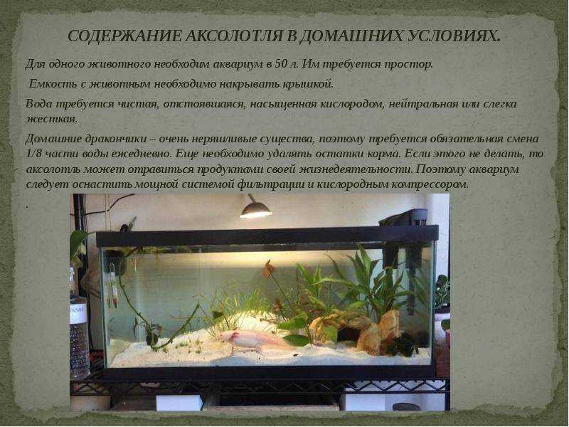 Тигровая амбистома: внешний вид, фото, особенности, интересные факты, среда обитания