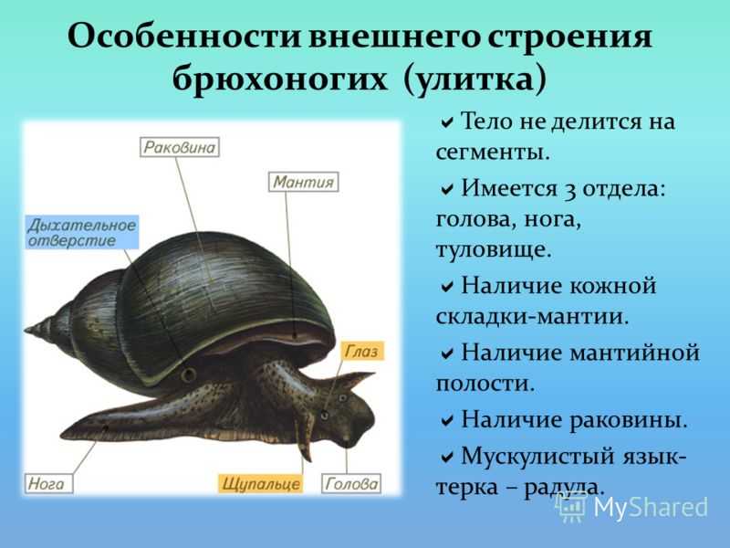 Пресноводным моллюскам является. Внешнее строение виноградной улитки брюхоногие. Внешнее строение моллюсков класс брюхоногие. Прудовик класс брюхоногие строение тела.