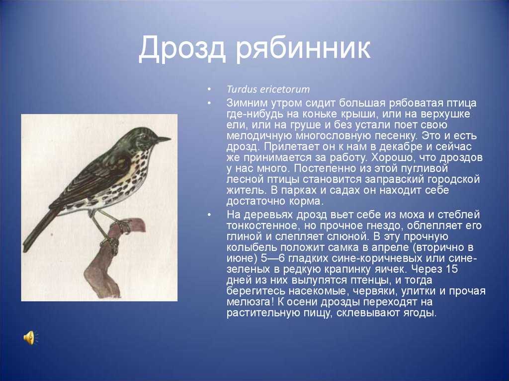 Черный дрозд [1990 симкин г.н. - певчие птицы]
