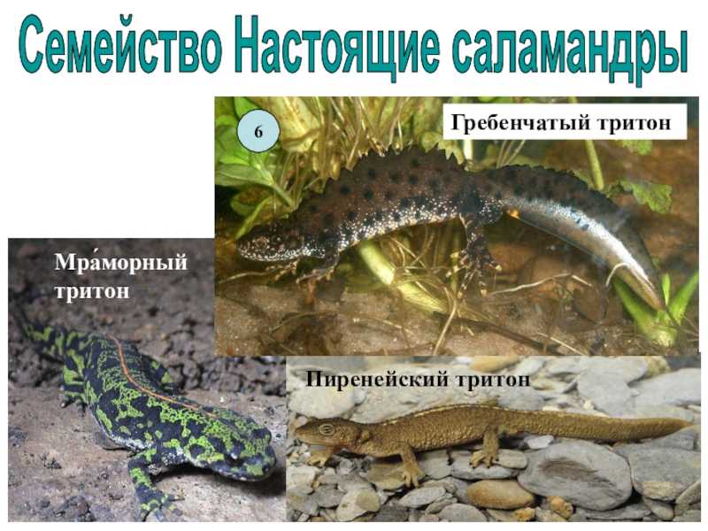 Обыкновенный тритон - настоящие саламандры | некоммерческий учебно-познавательный интернет-портал зоогалактика