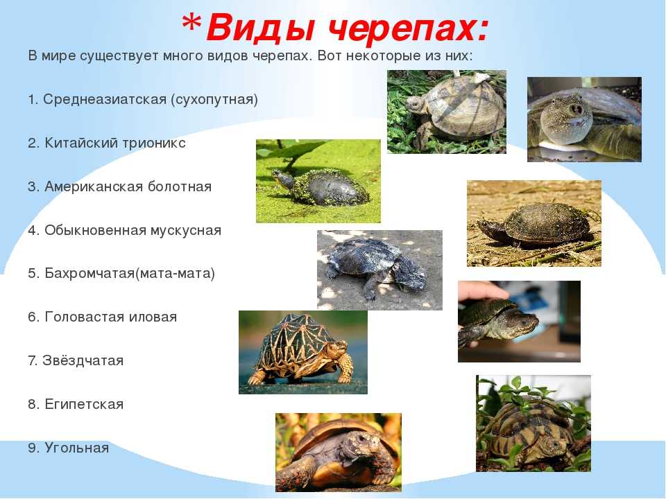 Черепахи и их виды