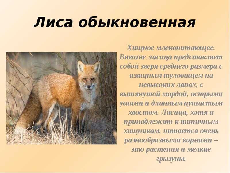 Все о лисе и ее повадках