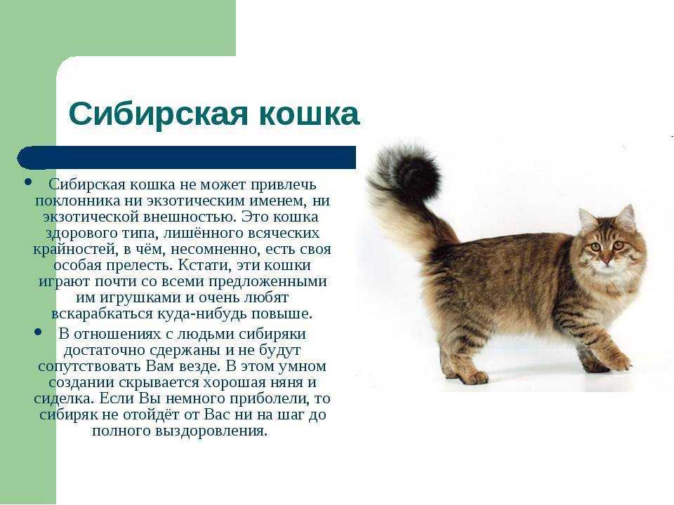 Сибирская кошка - характер породы, фото, содержание и уход