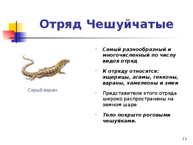 Животные африки – фото, описание, список представителей