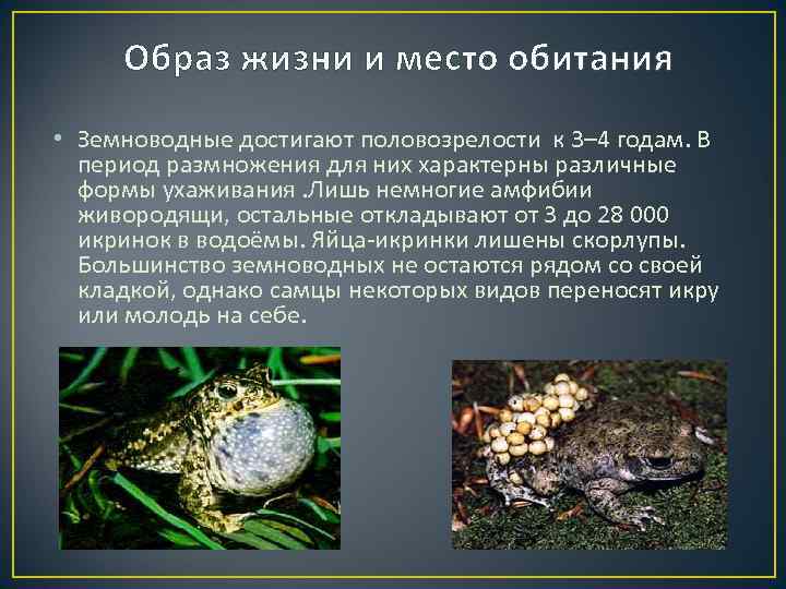 Отряд бесхвостые земноводные: особенности, виды - лягушки, жабы, квакши